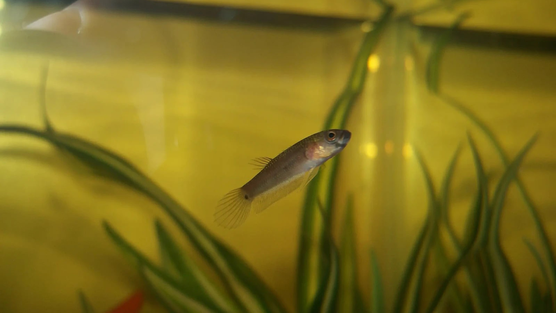 You are currently viewing How To Take Care Of Baby Betta Fish? | Tips For Better Growth