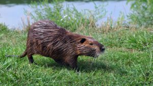 Read more about the article Do Beavers Eat Fish? | Busting The Myth Once And For All