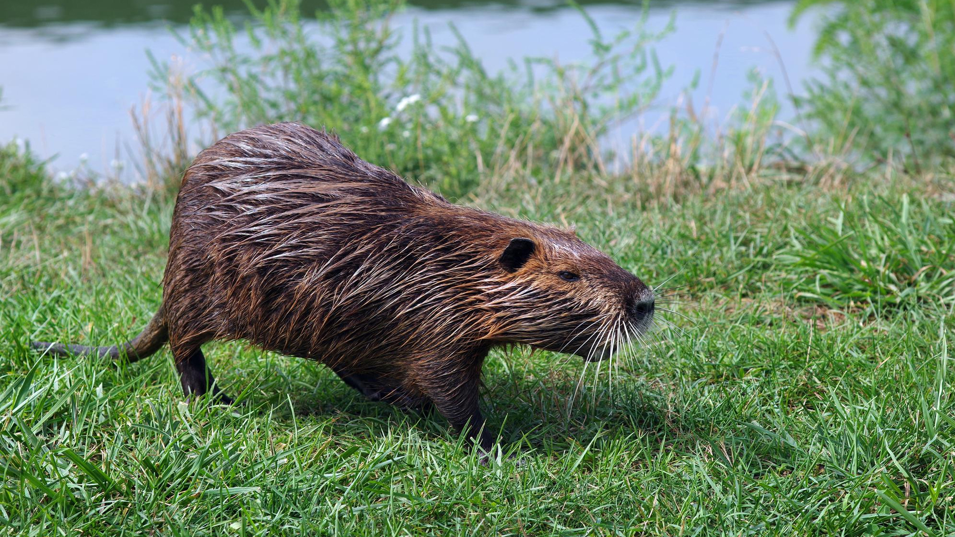 You are currently viewing Do Beavers Eat Fish? | Busting The Myth Once And For All