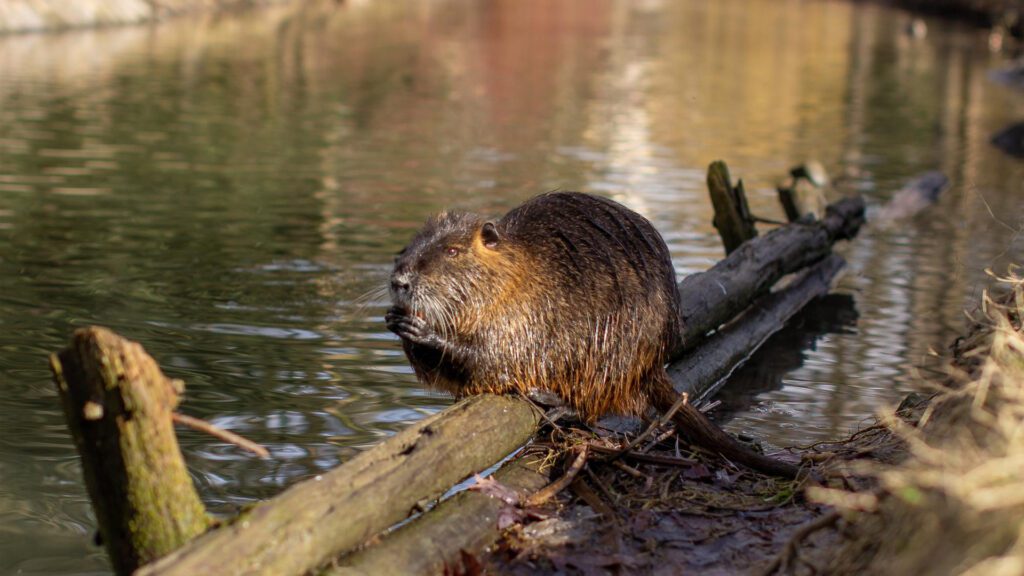 Beavers do not eat fish but they do eat wood.