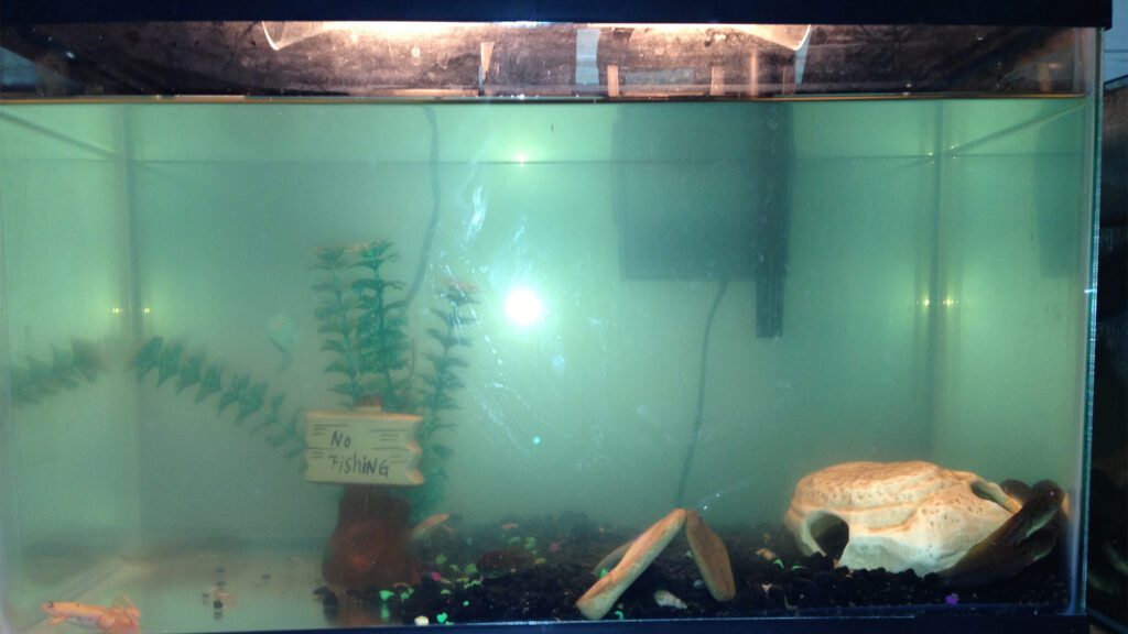 Dirty water tank lead to dropsy.