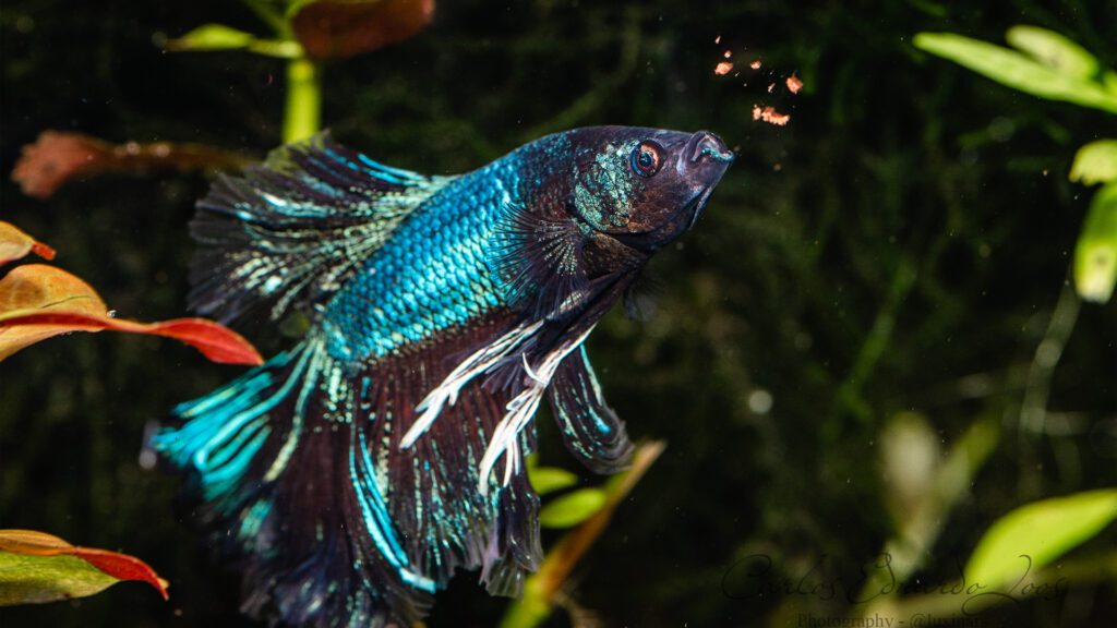 Feeding fresh food to betta fish.