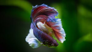 Read more about the article Does Betta Fish Bloating Leads To Dropsy? | Care Guide 101