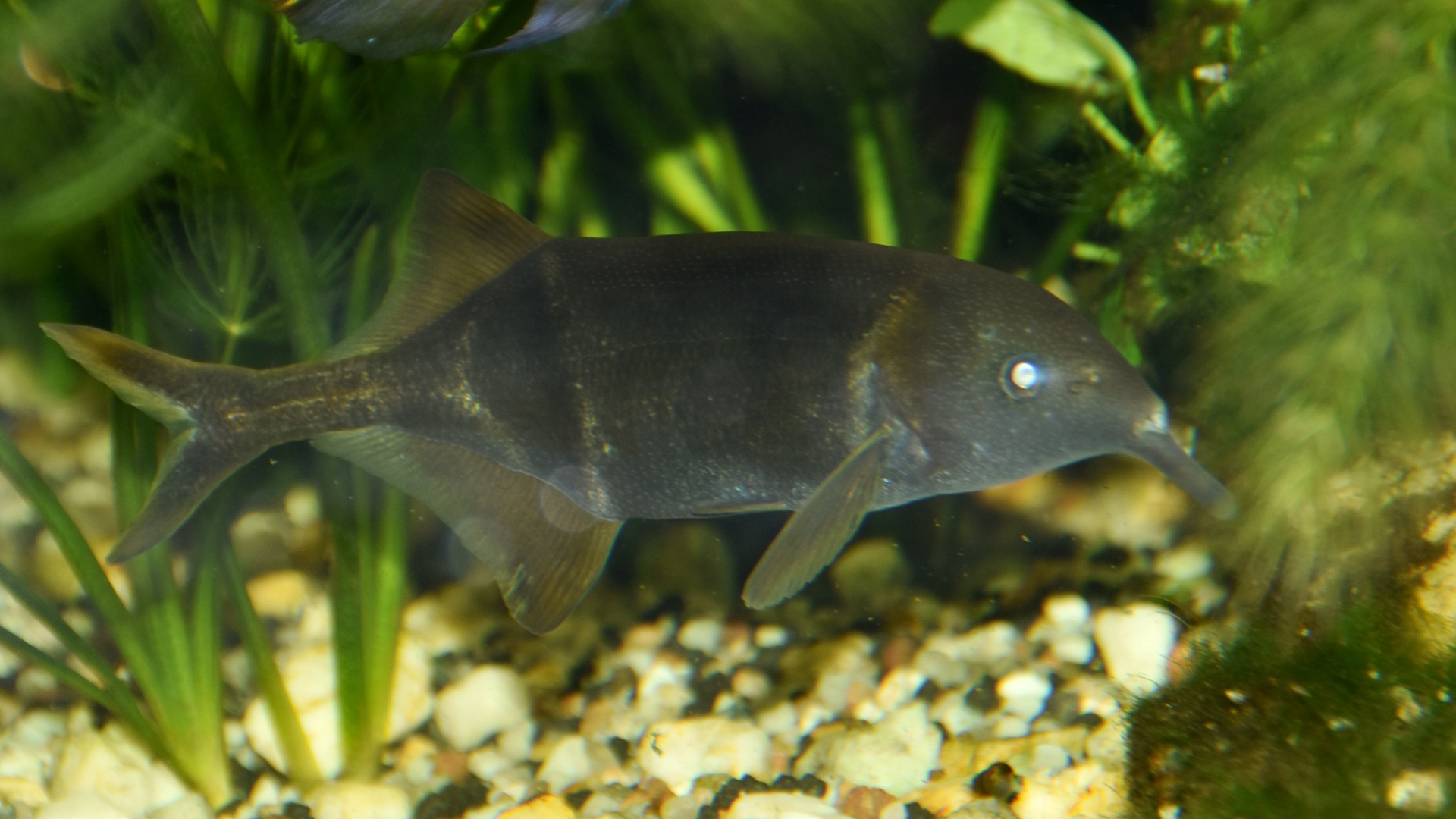 Read more about the article What Are Best Tankmates Elephant Nose Fish? | Easy Guide 101