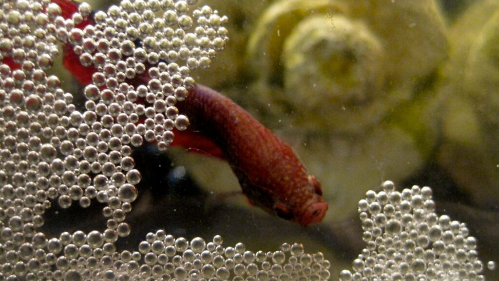 Taking care of betta fish bubble nest.