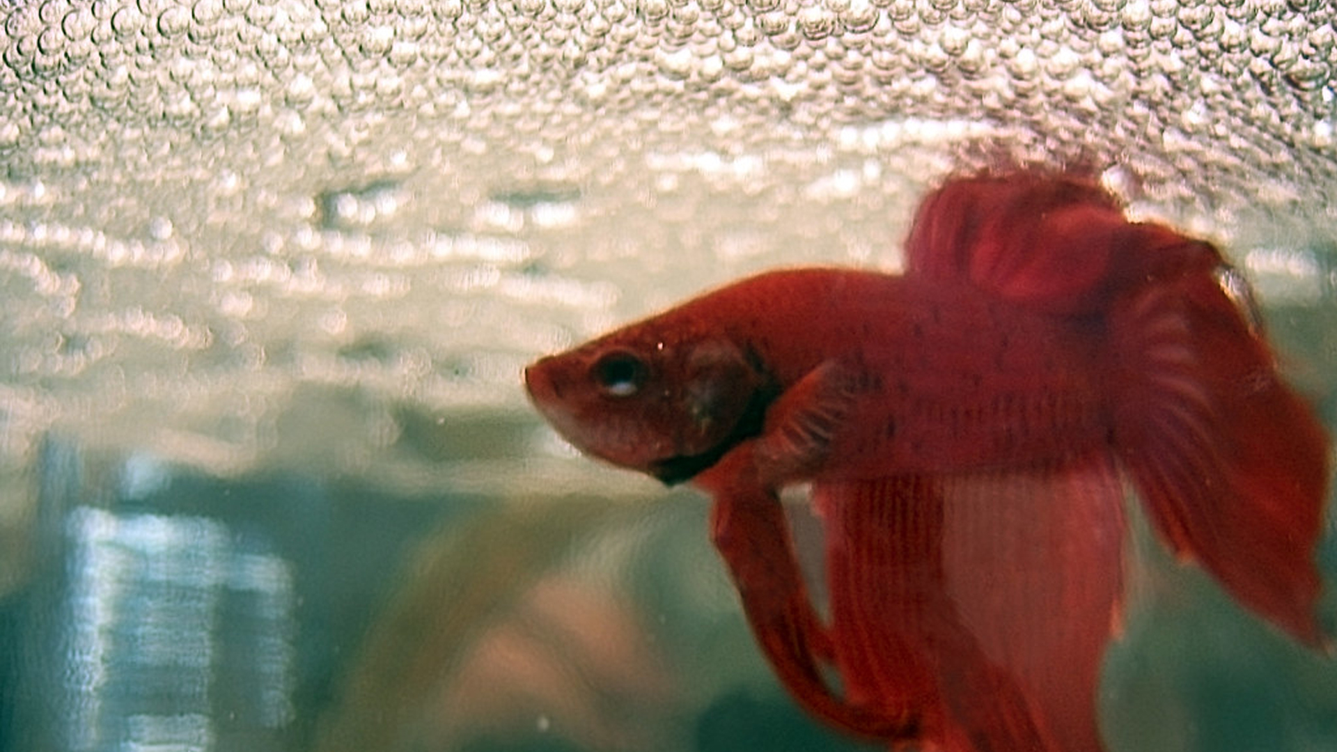 You are currently viewing Betta Fish Bubble Nest | Reasons, Signs & Care