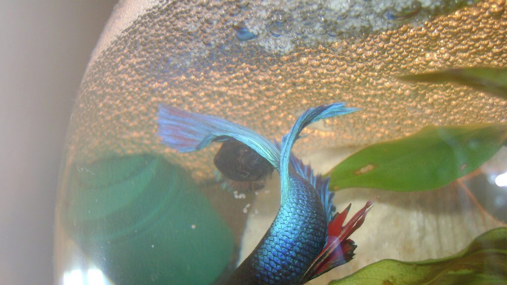 White speck appear around bubble nest of betta fish.