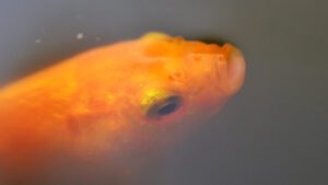 Read more about the article Why Do Aquarium Fish Get a Cloudy Eye? Common Causes & Cure