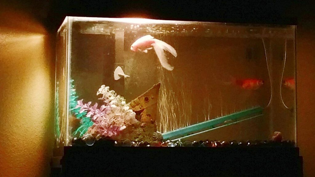 Poor quality of water can get your fish a cloudy eyes.