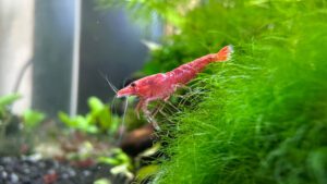 Read more about the article What Aquarium Water Temperature Can Fish Live In Cold Regions?