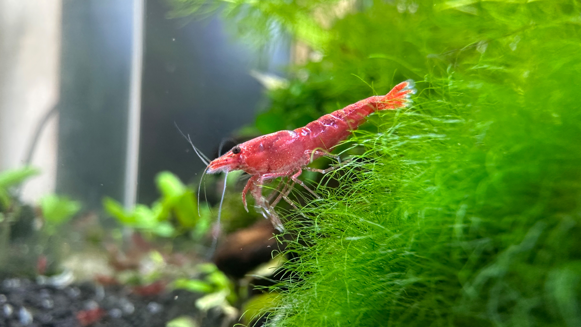 You are currently viewing What Aquarium Water Temperature Can Fish Live In Cold Regions?