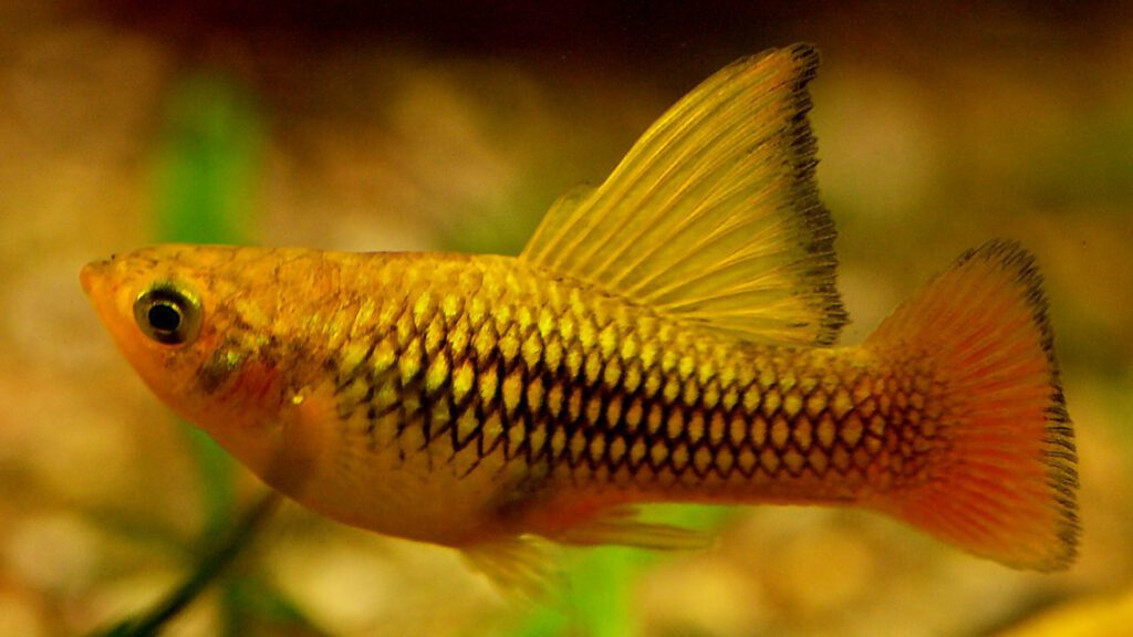 Sunset Variatus Platy are best for lowest temperatures.