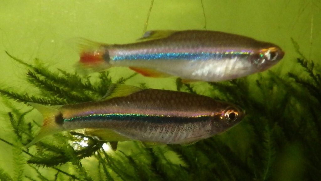 White cloud mountain minnow can easily live in the lowest temperature