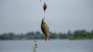 Read more about the article What To Do With a Dead Fish | 5 Pro Tips For Dead Baiting