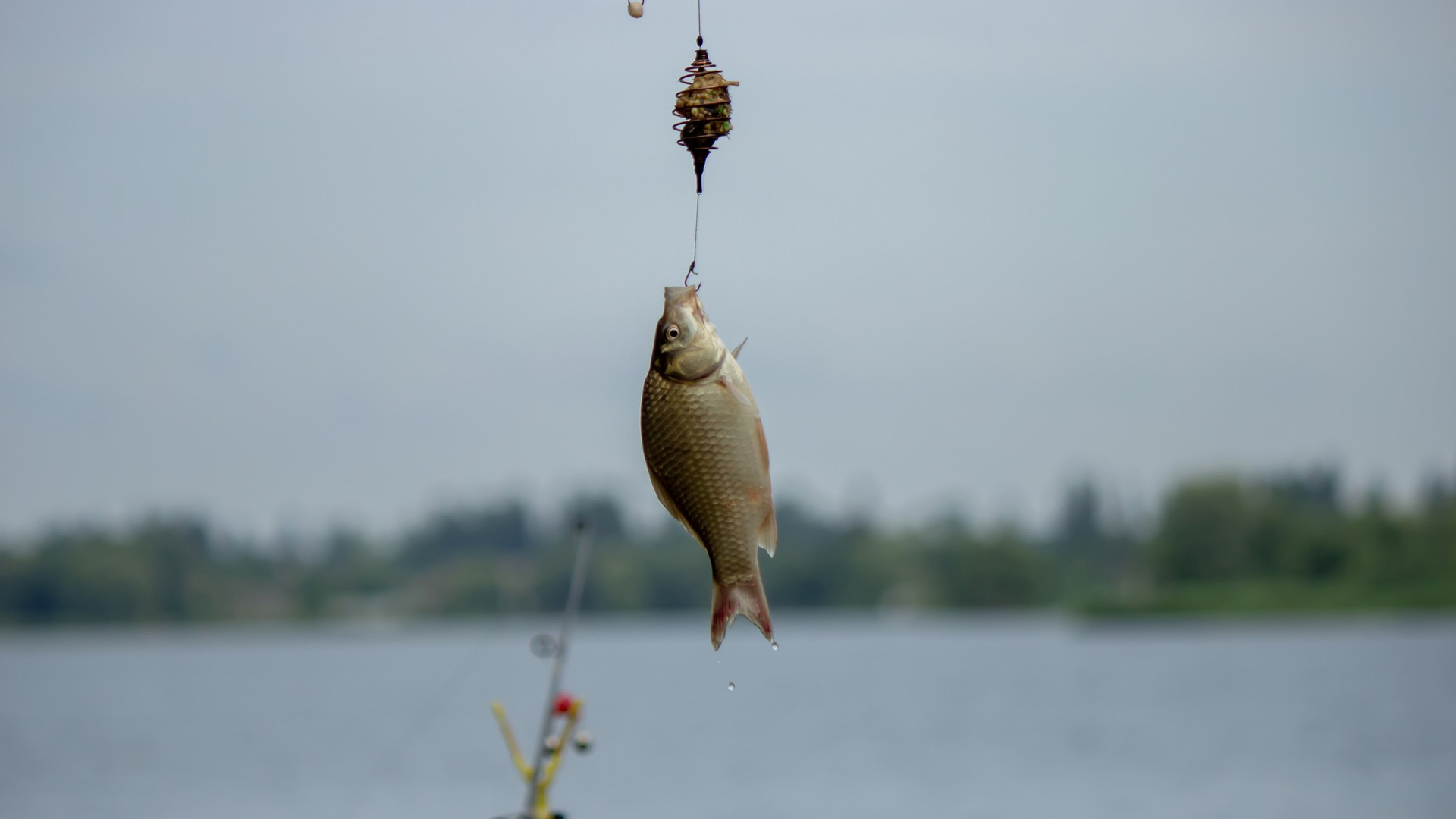 You are currently viewing What To Do With a Dead Fish | 5 Pro Tips For Dead Baiting