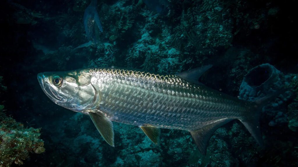 Using Tarpon when dead fishing is best for catching big.