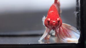 Read more about the article Behavioral Disorders & Diseases In Aquarium Freshwater Fish