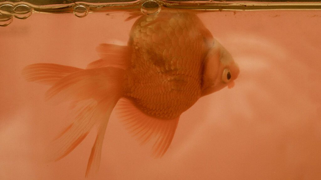 Swim bladder disease causes twirling and running into things.