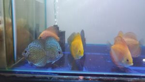 Read more about the article Fish Drowning | 5 Potential Reasons