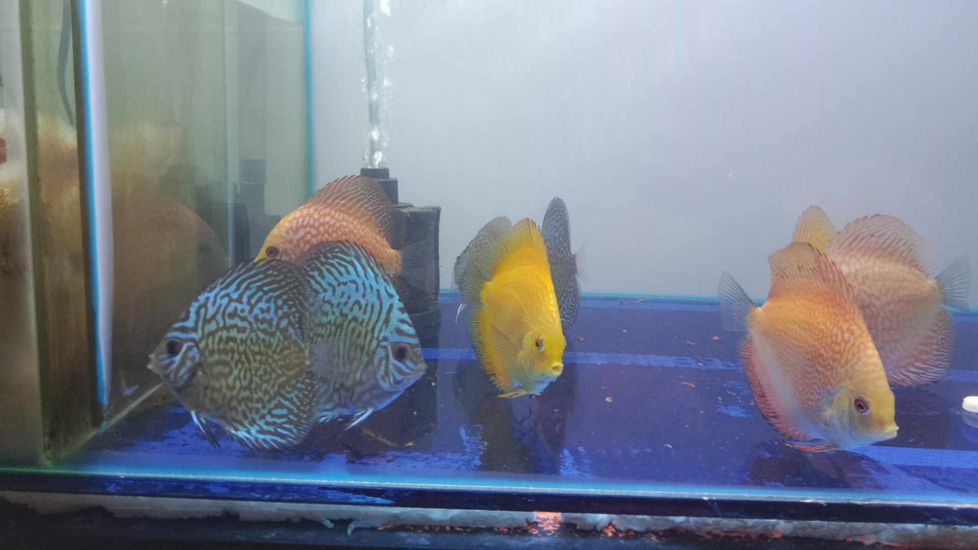 You are currently viewing Fish Drowning | 5 Potential Reasons