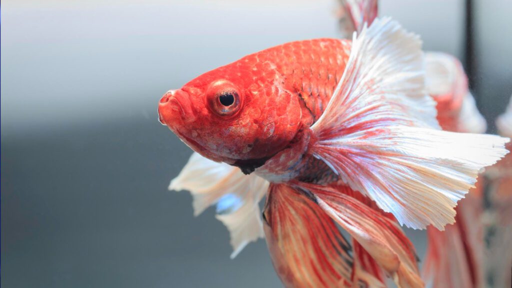 Fish gills swollen, making it difficult in breathing results in drowning.