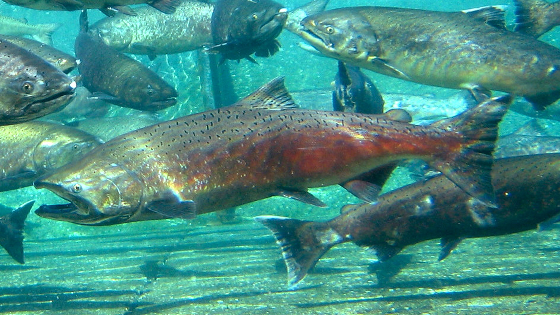 You are currently viewing Big Budget Seafood: Five Most Expensive Fish To Eat In The World