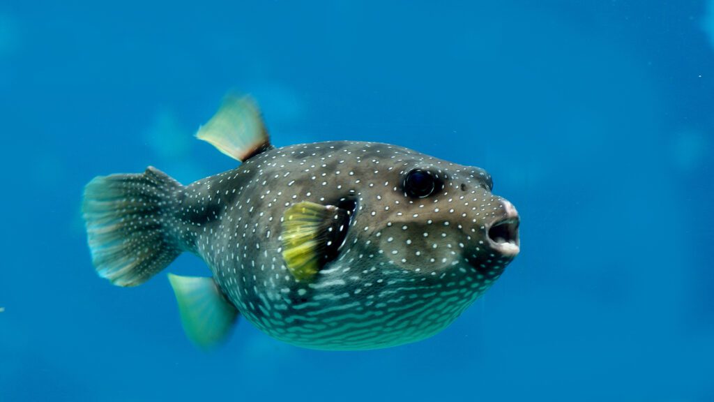 Puffer fish are the most expensive fish to eat from freshwater.