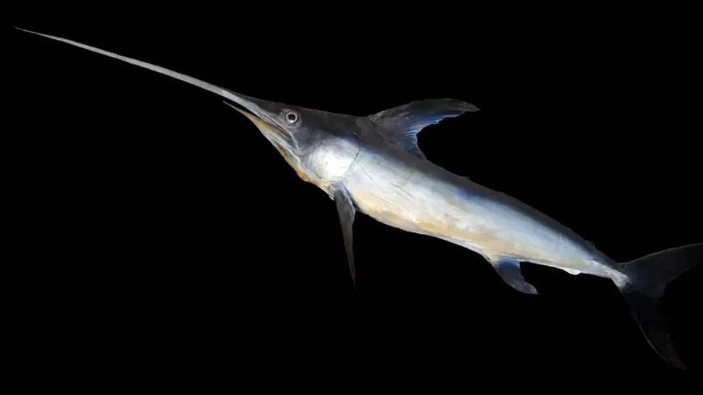 Swordfish is one of the expensive fish to eat.