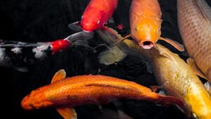 Read more about the article The Pond Carp Clash: Differences Between Koi And Goldfish