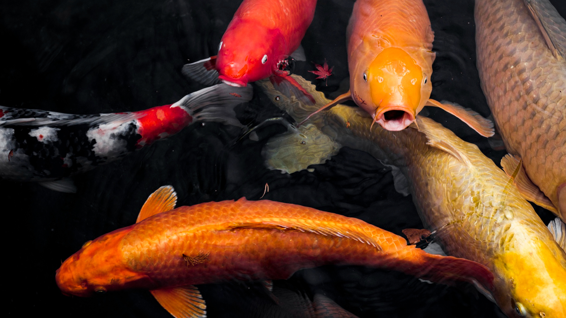 You are currently viewing The Pond Carp Clash: Differences Between Koi And Goldfish
