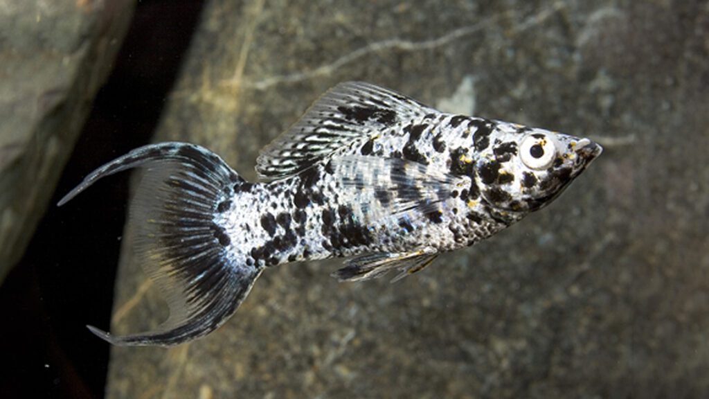 Appearance of a Dalmatian Molly Fish.