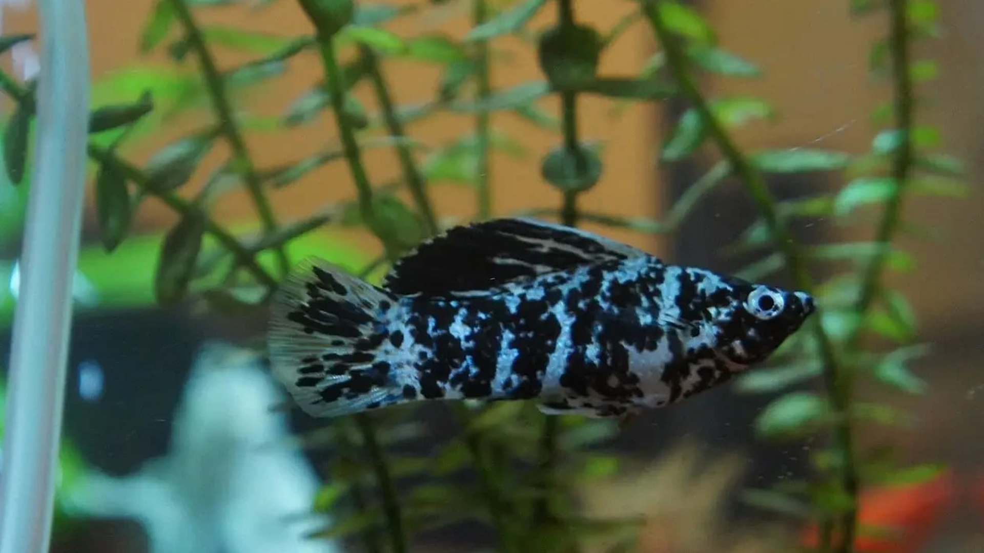 Read more about the article Dalmatian Molly Fish | Diet, Breeding, Care & Compatibility