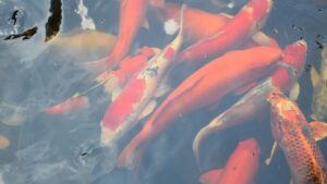 Read more about the article Do Fish Like And Respond To Music? | An Interesting Fishing Guide