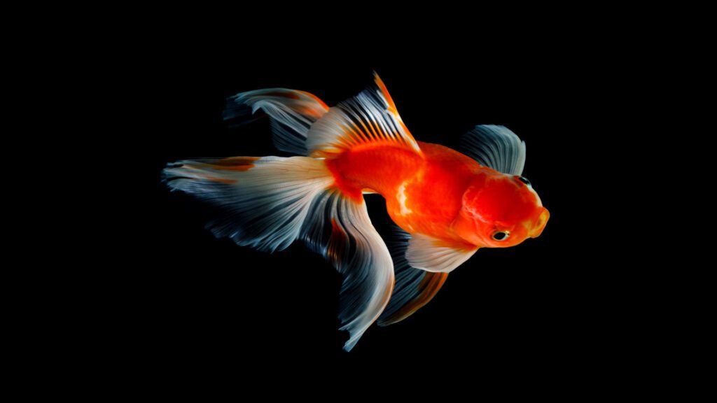 Gold fish and Bach music.