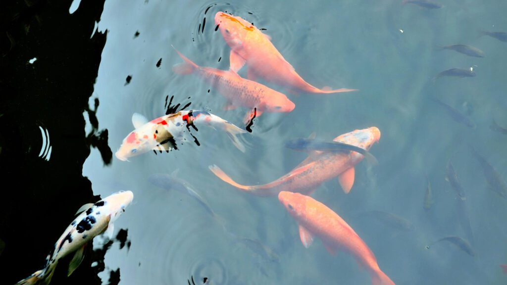 Can Fish hearing underwater.