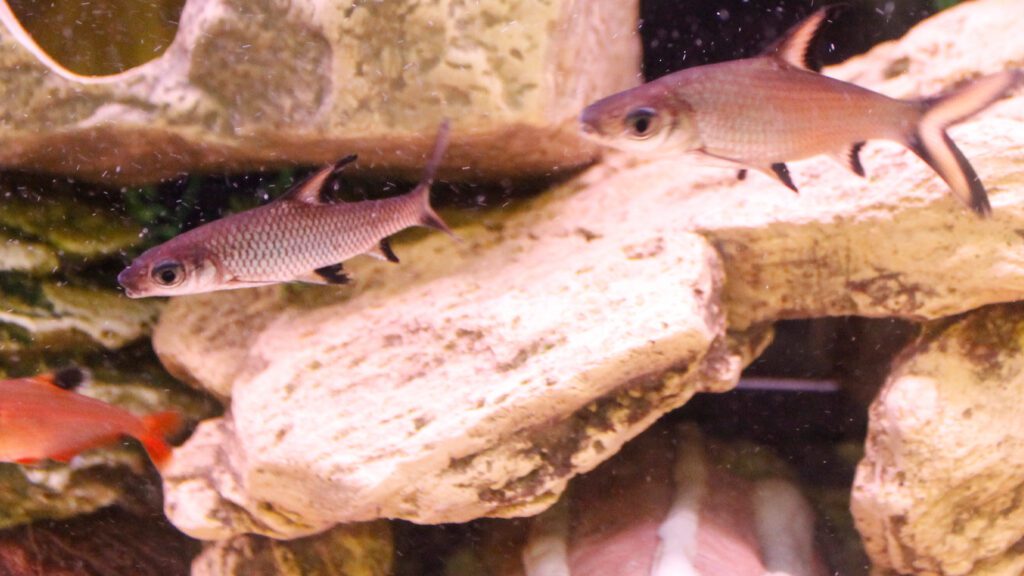 Bala shark is a difficult to keep fish.