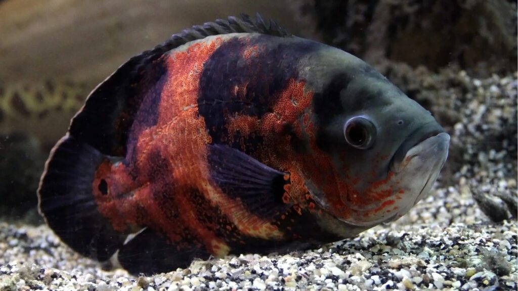 Oscars is a difficult to keep fish if you have small aquarium.