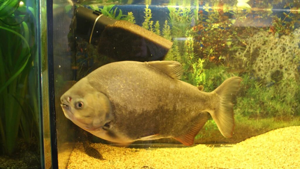Red Belly Pacu is the most difficult fish to keep.