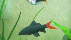 Read more about the article Fish Species to Avoid Keeping in Home Aquarium | Beginner Guide