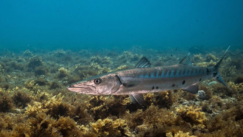 Barracuda comes in top 10 fastest fish in the world.