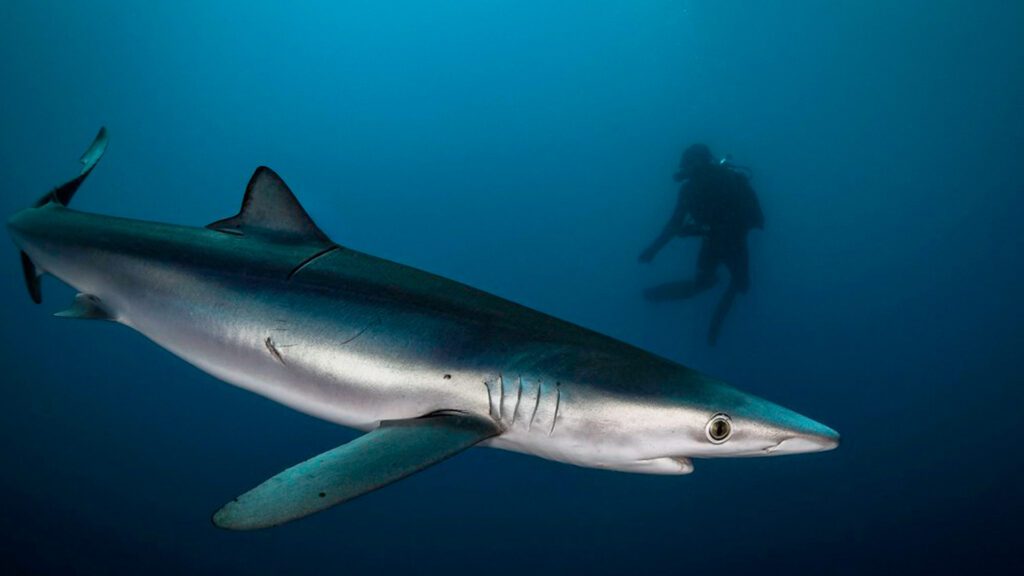 Top 10 fastest fish in the world include Blue shark.