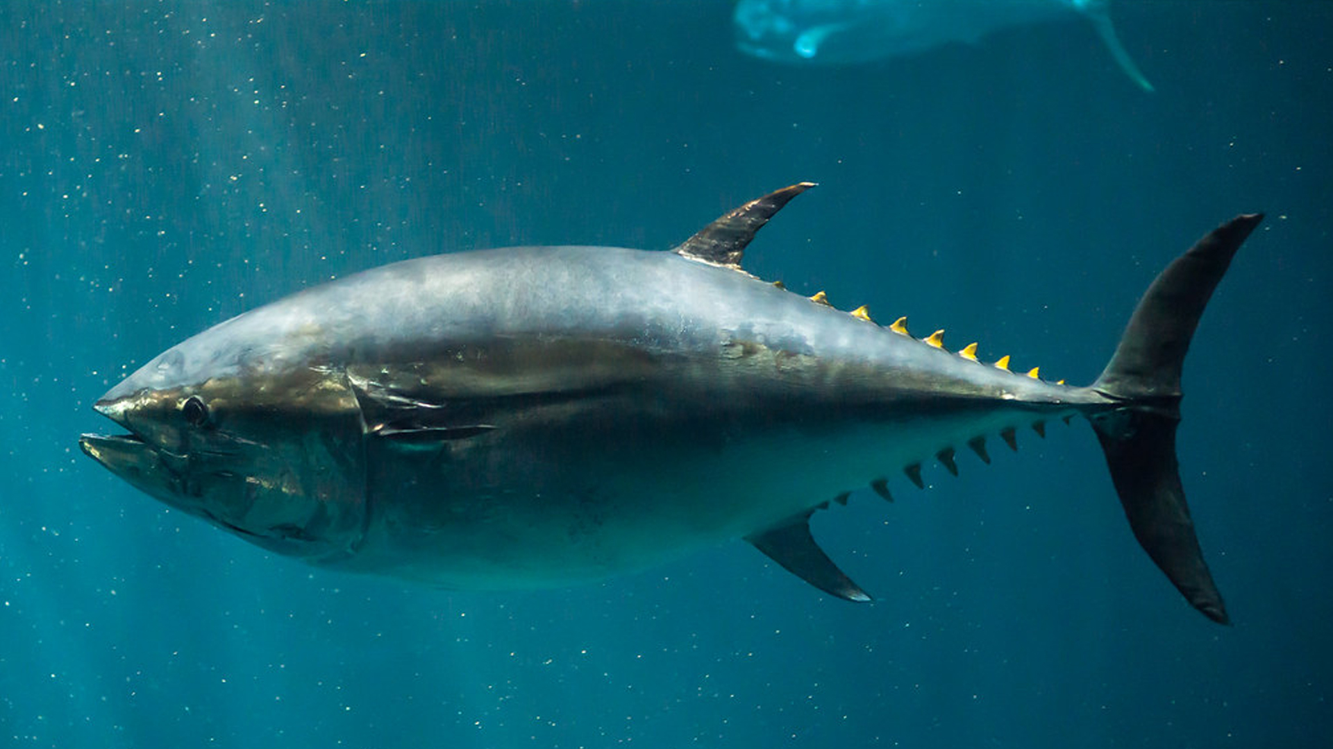 You are currently viewing The Oceanic Speedsters | Top 10 Fastest Fish In The Ocean