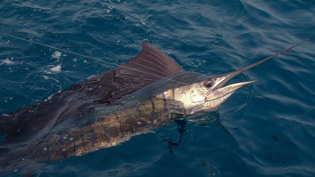 Sailfish is one of the top 10 fastest fish in the world.