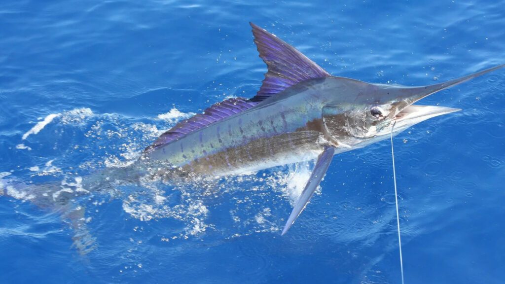 Striped marlin is also a top fastest fish in the world.