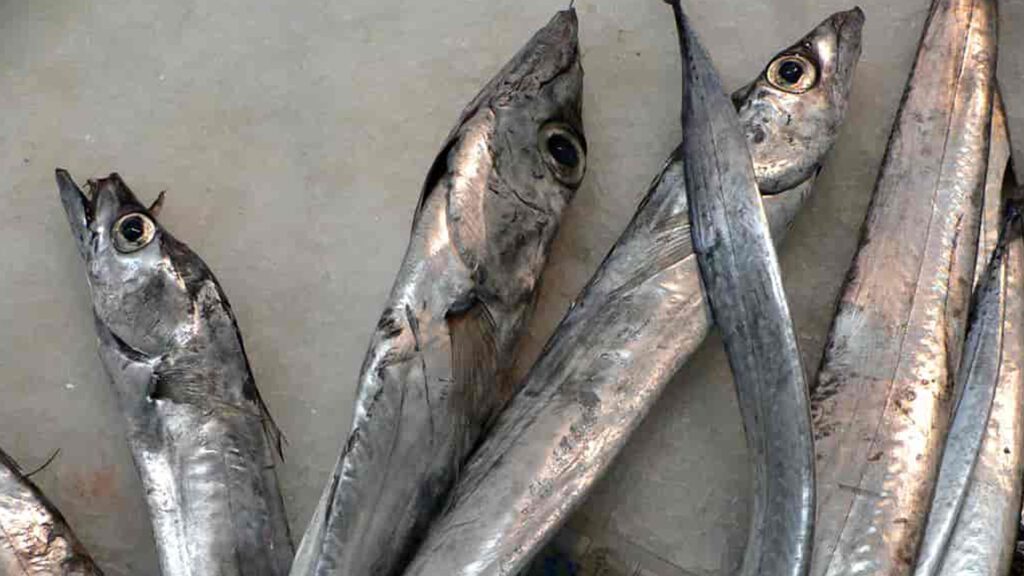 Some places where you can catch ribbonfish.