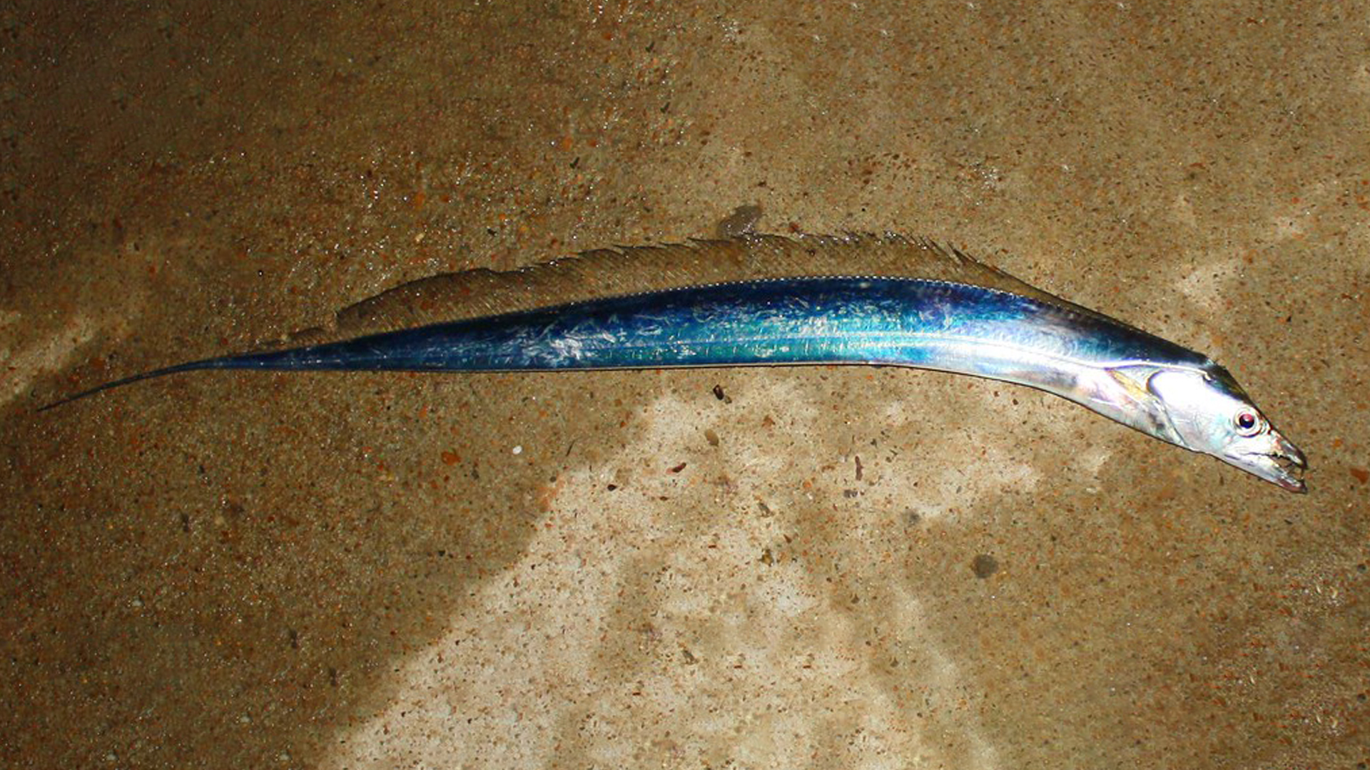 You are currently viewing Catching RIBBONFISH With Experts | Here’s What I Learned