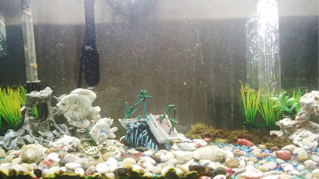 Dirty tank water can lead to fin rot.