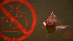 Read more about the article What is Scaring Fish Away? | A Guide To Avoid Spooking Fish