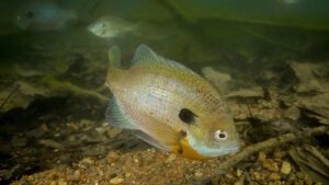 Read more about the article Learn Pond Fish That Can Survive Winter | Important Tips Included