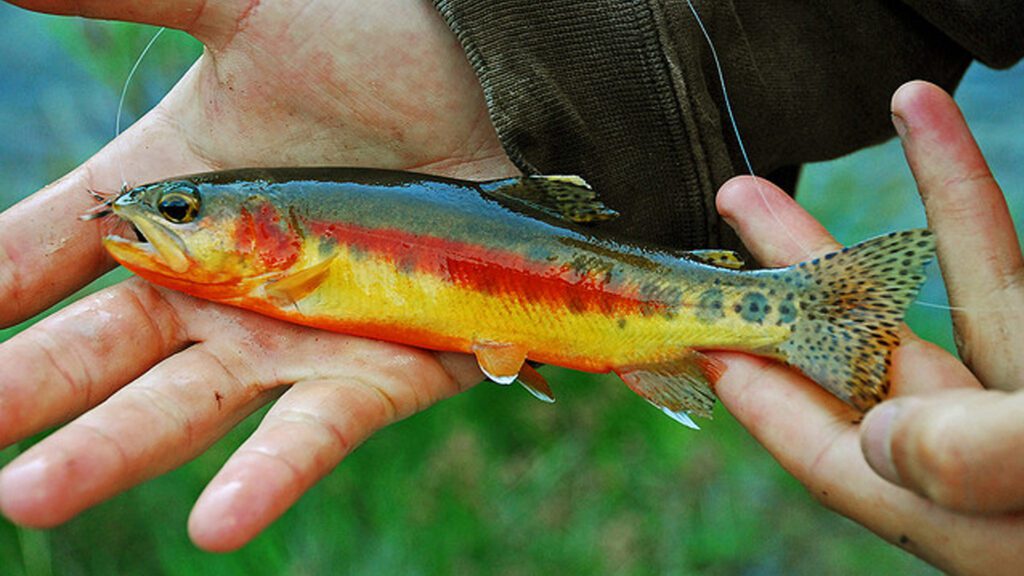 Golden Rainbow Trout Fish can survive in winters.